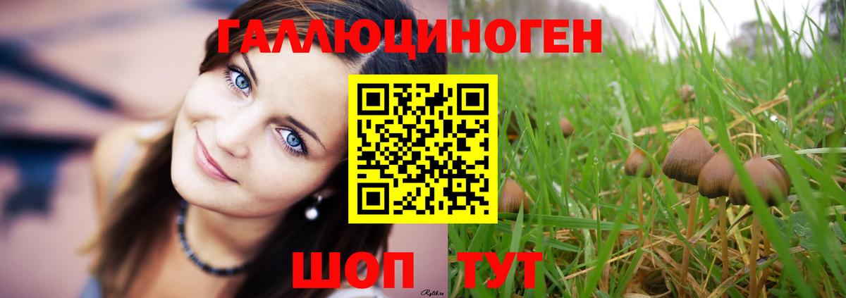 Кудрово  Галлюциногенные грибы Psilocybe  Вход с VPN 